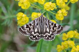 Attēlu rezultāti vaicājumam “Callistege mi”