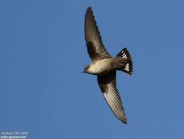 Image result for Ptyonoprogne rupestris