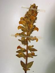 Attēlu rezultāti vaicājumam “Pedicularis palustris fruit”