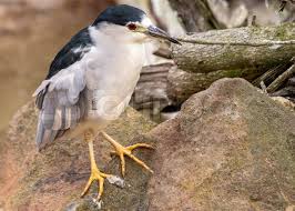 Attēlu rezultāti vaicājumam “Nycticorax nycticorax adult”