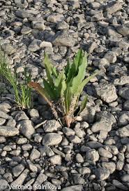 Attēlu rezultāti vaicājumam “Rumex hydrolapathum”