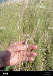 Attēlu rezultāti vaicājumam “Phleum phleoides”