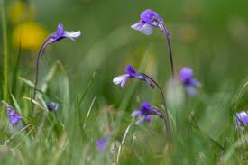 Attēlu rezultāti vaicājumam “Pinguicula vulgaris flower”