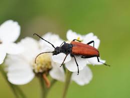 Attēlu rezultāti vaicājumam “Anastrangalia sanguinolenta”