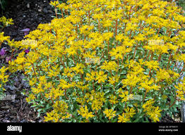 Attēlu rezultāti vaicājumam “Sedum aizoon leaf”