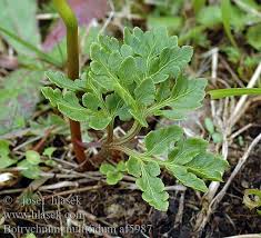 Attēlu rezultāti vaicājumam “Botrychium multifidum”