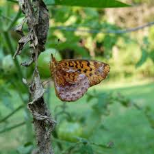 Attēlu rezultāti vaicājumam “Boloria eunomia upperside”
