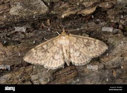 Attēlu rezultāti vaicājumam “Anania lancealis”