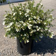 Attēlu rezultāti vaicājumam “Potentilla arenaria bud”