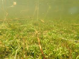 Attēlu rezultāti vaicājumam “Lobelia dortmanna”