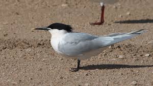 Attēlu rezultāti vaicājumam “Sterna sandvicensis adult”