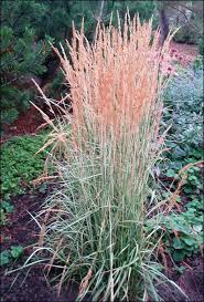 Attēlu rezultāti vaicājumam “Calamagrostis canescens leaf”