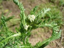 Attēlu rezultāti vaicājumam “Achillea millefolium bud”