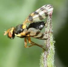 Attēlu rezultāti vaicājumam “Urophora jaceana”