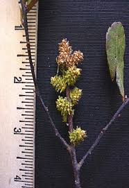 Attēlu rezultāti vaicājumam “Myrica gale fruit”