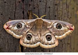 Attēlu rezultāti vaicājumam “Saturnia pavonia”