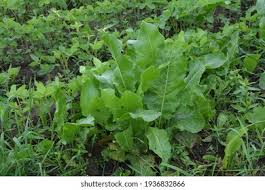 Attēlu rezultāti vaicājumam “Armoracia rusticana leaf”