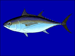 Image result for Thunnus atlanticus