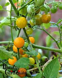 Afbeeldingsresultaat voor broad ripple yellow currant tomato