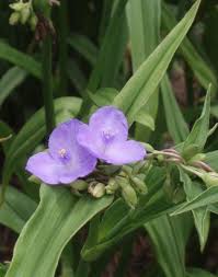 Attēlu rezultāti vaicājumam “Tradescantia virginiana flower”