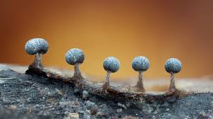 Attēlu rezultāti vaicājumam “Didymium squamulosum macro”