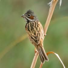 Image result for Emberiza fucata