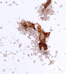 Attēlu rezultāti vaicājumam “Symphytocarpus flaccidus”