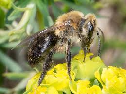 Attēlu rezultāti vaicājumam “Andrena”