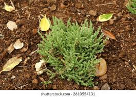 Attēlu rezultāti vaicājumam “Calluna vulgaris leaf”