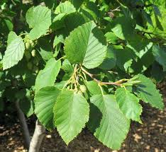 Attēlu rezultāti vaicājumam “Alnus”