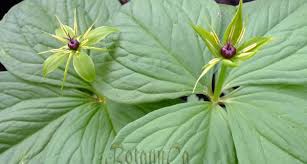 Attēlu rezultāti vaicājumam “Paris quadrifolia bud”