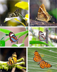 Attēlu rezultāti vaicājumam “Nymphalidae”