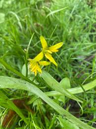 Attēlu rezultāti vaicājumam “Gagea lutea”