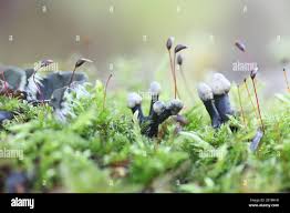 Attēlu rezultāti vaicājumam “Holwaya mucida”