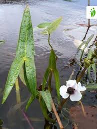 Attēlu rezultāti vaicājumam “Sagittaria sagittifolia”