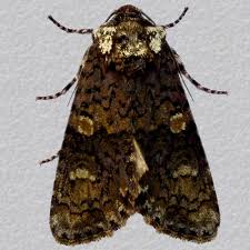 Attēlu rezultāti vaicājumam “Craniophora ligustri”