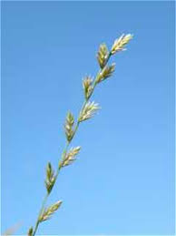 Attēlu rezultāti vaicājumam “Lolium perenne”