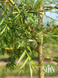 Attēlu rezultāti vaicājumam “Salix”