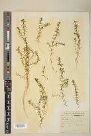 Attēlu rezultāti vaicājumam “Callitriche hermaphroditica leaf”