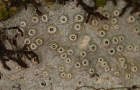 Attēlu rezultāti vaicājumam “Thelotrema lepadinum”