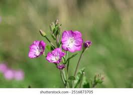 Attēlu rezultāti vaicājumam “Epilobium hirsutum flower”
