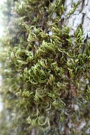 Attēlu rezultāti vaicājumam “Leucodon sciuroides”