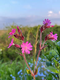 Attēlu rezultāti vaicājumam “Silene dioica flower”