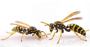 Attēlu rezultāti vaicājumam “Polistes”