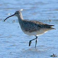 Image result for Numenius hudsonicus