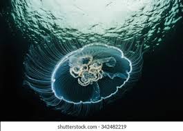 Attēlu rezultāti vaicājumam “Aurelia aurita”