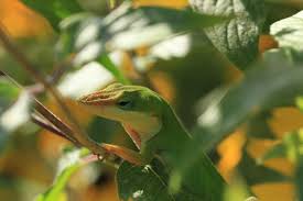 Attēlu rezultāti vaicājumam “Rudbeckia hirta var. pulcherrima”