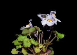 Attēlu rezultāti vaicājumam “Cymbalaria muralis flower”