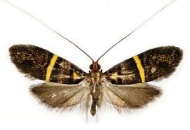 Attēlu rezultāti vaicājumam “Adelidae”