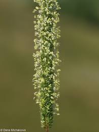 Attēlu rezultāti vaicājumam “Phleum phleoides fruit”